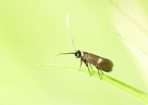 Cauchas fibulella