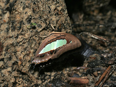 Polyura athamas