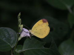 Eurema sari