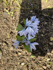Scilla mischtschenkoana