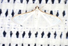 Palpita margaritacea