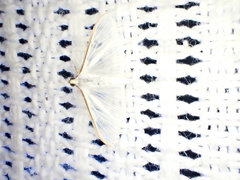 Palpita margaritacea