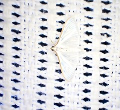 Palpita margaritacea