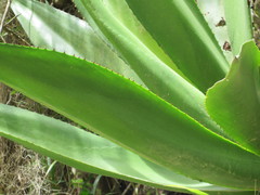 Agave inaequidens
