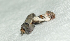 Neocochylis hybridella