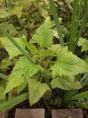 Smallanthus connatus