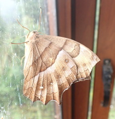 Pseudodebis puritana