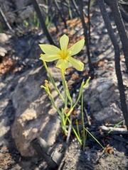 Moraea pyrophila