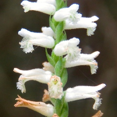 Spiranthes praecox