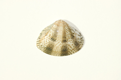 Macridiscus aequilatera