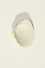 Macridiscus aequilatera