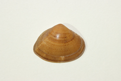 Macridiscus aequilatera