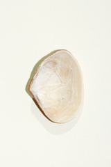 Macridiscus aequilatera