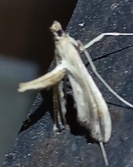 Lineodes elcodes