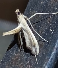 Lineodes elcodes