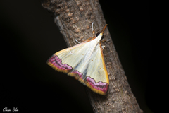 Autocharis amethystina