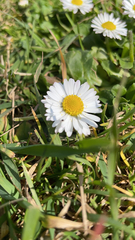 Bellis perennis