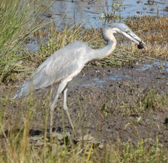 Ardea melanocephala