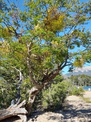 Nothofagus