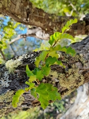 Nothofagus