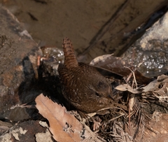 Troglodytes troglodytes