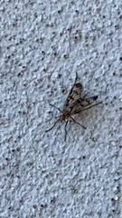 Rhagio atlanticus