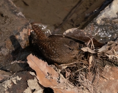 Troglodytes troglodytes