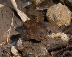 Troglodytes troglodytes