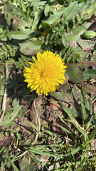Taraxacum officinale