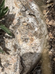 Lithops