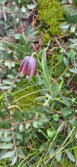 Fritillaria graeca