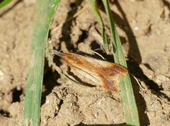 Dichomeris ustalella