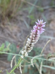 Hermbstaedtia