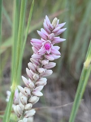 Hermbstaedtia