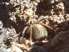 Lycosoides coarctata