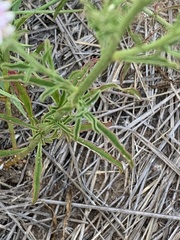Hermbstaedtia
