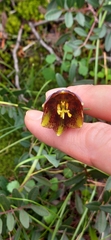 Fritillaria graeca