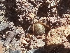 Lycosoides coarctata