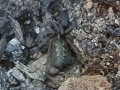 Lycosoides coarctata