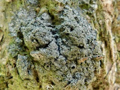 Fuscopannaria sorediata