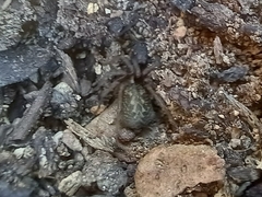 Lycosoides coarctata