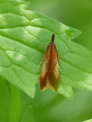 Dichomeris ustalella