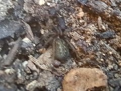 Lycosoides coarctata