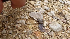 Pseudacris streckeri