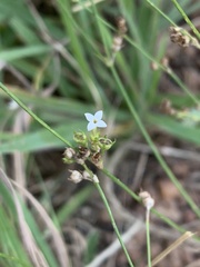 Oldenlandia herbacea