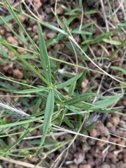 Oldenlandia herbacea