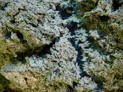 Fuscopannaria sorediata
