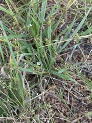 Oldenlandia herbacea