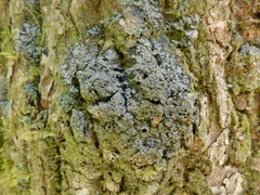 Fuscopannaria sorediata