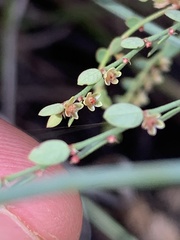 Phyllanthus parvulus
